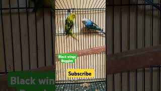 New BUGGIE trending birds budgies music Short [upl. by Idnac484]