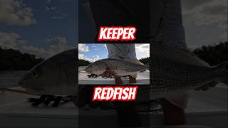 redfish fishingvideo fish seafood everglades florida fishing fishinglife sea outdoors [upl. by Forelli]