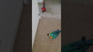 Macaw talking [upl. by Knowles922]