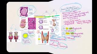 Lecture Video 9 Endocrine System [upl. by Eintruoc]