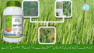 solex weedicides weedicides in Punjab Solex cutout Solex double clean Solex sulfosulfurone [upl. by Wiskind]