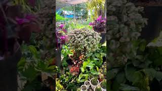 Tanaman Hias Gantung Viral 2024 ‼️plants gardening tanamanhias [upl. by Ednargel]