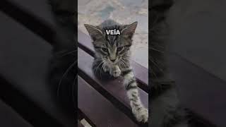 Hombre le cumple el sueño a Gatitos de darle amor y comida [upl. by Cut]