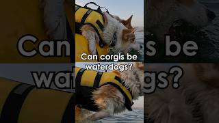 Can corgis be waterdogs dog corgi china travelinchina outdoors [upl. by Marcin424]