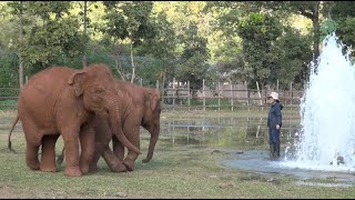 Splish Splash for the Baby Elephants  ElephantNews [upl. by Yrrad147]