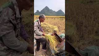 The process of threshing rice with foot operated thresher [upl. by Aikym915]