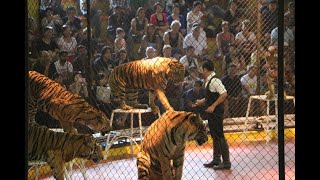 Massive bengal and siberian amur tiger together in a show [upl. by Volnay]