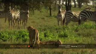 Lone wildebeest calf falls victim to cheetahs [upl. by Alrac652]