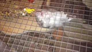 Odi  Life of a hamster Break out attempt  Extreme sport [upl. by Nairred]