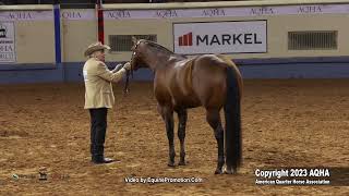 2023 Nutrena AQHA World and Adequan Select World 3YearOld Stallions [upl. by Veejar]