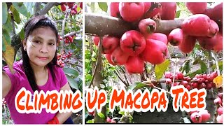 Climbing Up Macopa or Jambu Tree also known as Rose Apple Java Apple Malay Apple Water Apple [upl. by Anyer753]