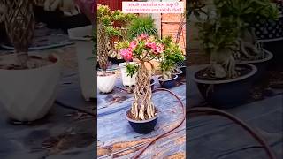 Amazing Adenium Plant Growing Method [upl. by Attenrad]