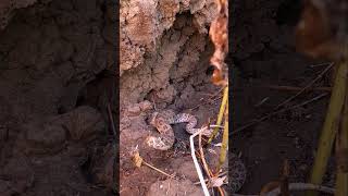 INSIDE A PRAIRIE RATTLESNAKE DEN [upl. by Musa881]