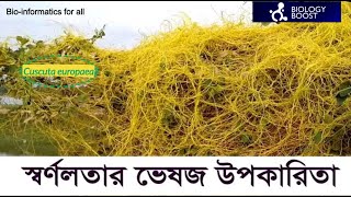 quotস্বর্ণলতা শক্তিশালী অ্যান্টিভাইরাল অ্যান্টিব্যাকটেরিয়াল এবং অ্যান্টিইনফ্ল্যামেটরি এজেন্টquot 🦠💉 [upl. by Noryb]