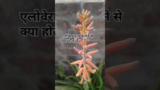 Aloevera mein phool khilne se Kya hota hai [upl. by Vacla]