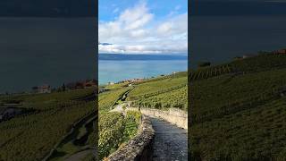 Incredible views without hiking 🥾 possible 😜 📍Lavaux Switzerland 🇨🇭 switzerland lavaux [upl. by Sarah]