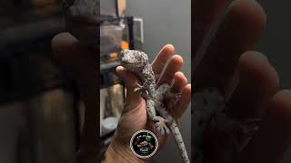 Tokay gecko exotic reptiles gecko [upl. by Anaehr]