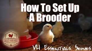 Essential Tips For Setting Up Your Brooder [upl. by Ailyt]