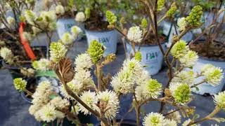 Fothergilla Mt Airy [upl. by Briano713]