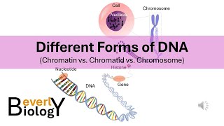 Chromosomes vs Chromatids vs Chromatin Different Forms of DNA [upl. by Calvina762]