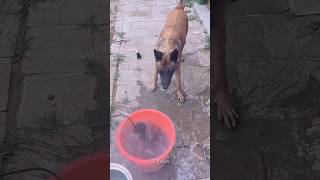 Dog ne Ghar mein aag🔥 lagne se bacha li 🐕 shorts viral shortvideos [upl. by Kirred235]