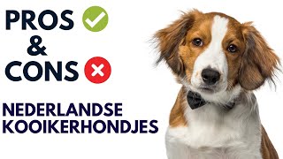 Nederlandse Kooikerhondjes Pros and Cons  Nederlandse Kooikerhondjes Advantages and Disadvantages [upl. by Koppel80]