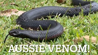 AUSTRALIA A quest for the red belly black snake and a rare gecko [upl. by Ylrebmi]