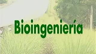 Vetiver Bioingeniería para control de la erosión de suelos y taludes 4 [upl. by Doner]