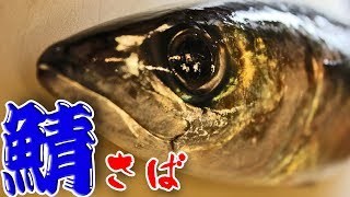 鯖（さば）の捌き方（Mackerel）三枚おろし [upl. by Suillenroc]