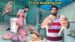 zebra finches diet  white dove ko master cage main chor diya btair b master cage main [upl. by Isolda]