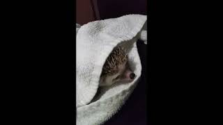 Grumpy hedgehog huffing under a towel  shorts [upl. by Ytram]