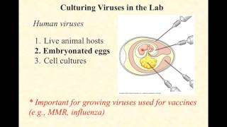 BIO2020 Episode 048 cultivating viruses [upl. by Iorio]