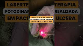 Laserterapia sendo realizada em paciente com ulcera medicinaveterinaria dermatologiaveterinaria [upl. by Macmullin800]