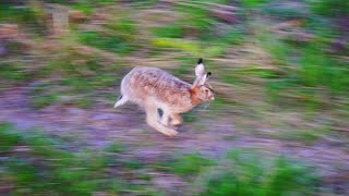 Hare and a Fence [upl. by Meadows]