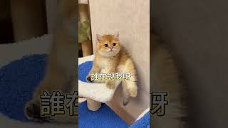 一看就很乖的貓貓Such a lovely cute kitten 貓咪 cat 喵星人 cute kitten cutecat funny animals [upl. by Procto]