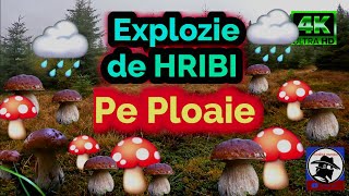 Hribi 🍄 pe PLOAIE 🌧️ Explozie de HRIBI boletus EDULIS și boletus PINOPHILUS Apuseni 🌲🌲🌲 [upl. by Ttezil]