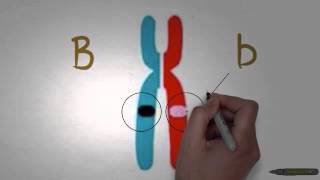 Asap Biology  Episode 1  Genes and Alleles [upl. by Lokin]