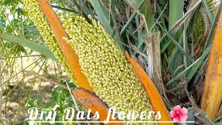 Date Palm Pollination Time Date nature flowers pollination [upl. by Enomrej]