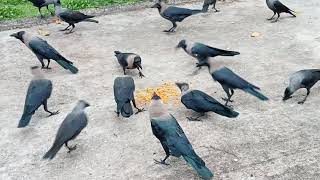 কাকের ডাক Crow Sound Crow ki Awaz Loudly part 71  Crow bird Fight for Food  Bird and Animal Sound [upl. by Nathanson]