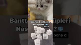 ERİMEYEN BUZ KÜPLERİ 🧊 beslenme tiktok youtubecreatorcommunity youtubecommunity youtubeshorts [upl. by Hafler321]