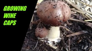 Growing Red Wine Cap Mushrooms Stropharia rugosoannulata in our garden [upl. by Cavit]