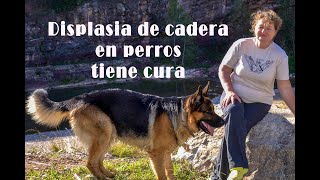 Displasia de cadera en perros La planta que ha curado nuestro pastor alemán [upl. by Aniluj]