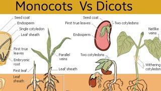 MONOCOTS VS DICOT Plants  Ekadala VS Dwidala Sasyagalu  ಏಕದಳ VS ದ್ವಿದಳ ಸಸ್ಯಗಳು [upl. by Song901]