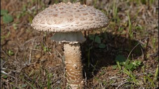 Amanita vittadinii  Una de las setas más difíciles de encontrar  Seta con escamas [upl. by Gnouv]