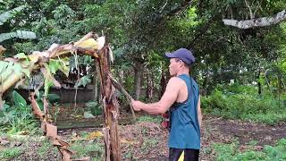 Harvesting banana lakatan [upl. by Gibbon]