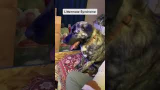 Littermate Syndrome In Dogs [upl. by Etti232]