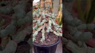 Euphorbia Clivicola On Graft from My Plants Collection [upl. by Semele]