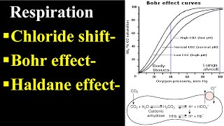 Bohr Effect  Chloride Shift  Haldane Effect [upl. by Eecyal]