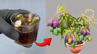 Mango cuttings technique stimulates root growth extremely strongly with this type of water [upl. by Aciruam]