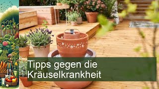 Pfirsich Tipps gegen Kräuselkrankheit [upl. by Klinges]